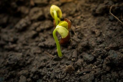 Close-up of plant growing on sand