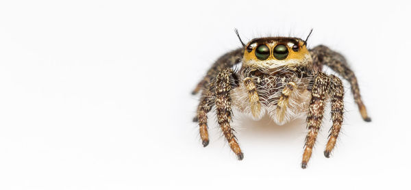 Close-up of spider on white background