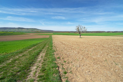 Scenic view of agricultural field against sky