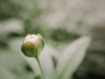 Close-up of rose bud