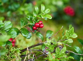 Close-up of red berries growing on plant