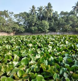 Water lily in lake