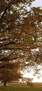 Low angle view of trees against sky during autumn