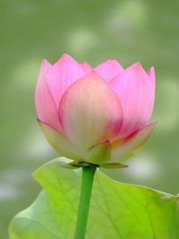 Close-up of pink flower