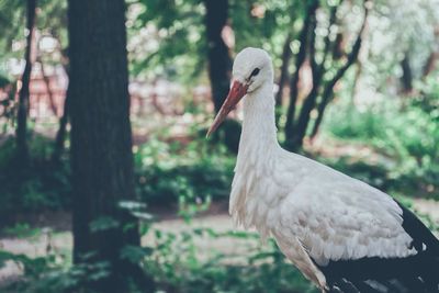 Close-up of bird against blurred background