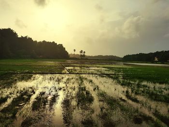 Scenic view of agricultural field against sky