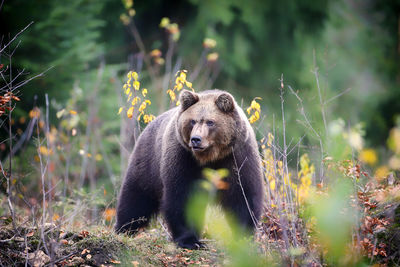 Brown bear, nationalpark bayerischer wald, germany, europe