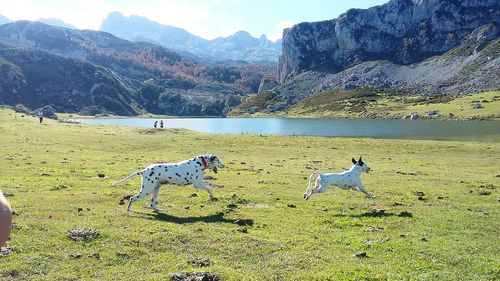 Dogs standing on landscape against mountains