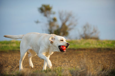 Dog holding ball walling on field against sky