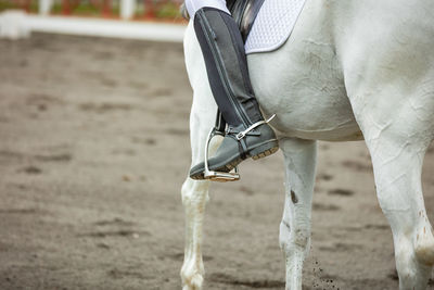 Close-up of horse standing on field