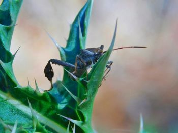 Close-up of black stink bug on leaf