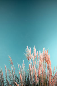 Close-up of stalks against blue sky