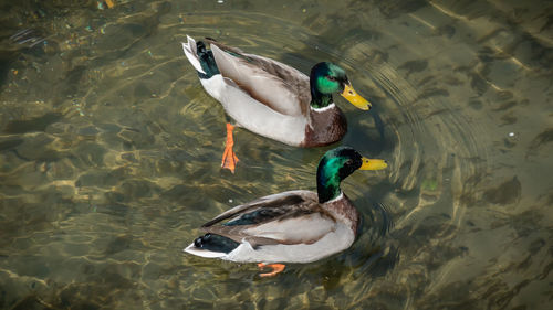 High angle view of mallard duck swimming in lake