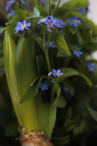 Close-up of purple flowering plant