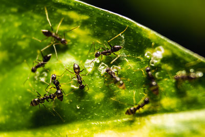 Close-up of ant on leaf