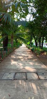 Footpath amidst palm trees in park