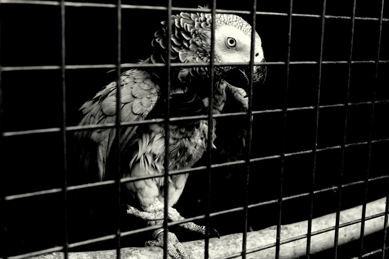 CLOSE-UP OF A PARROT IN CAGE