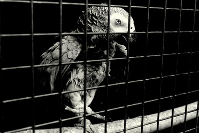 Close-up of parrot in cage