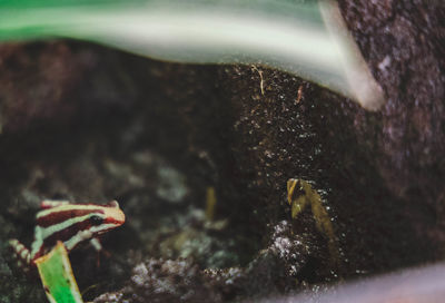 Close-up of insect on sea
