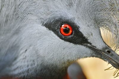 Close-up of bird