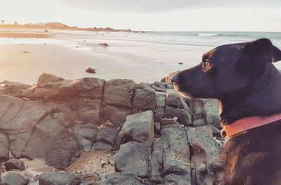 Close-up of dog at beach against sky