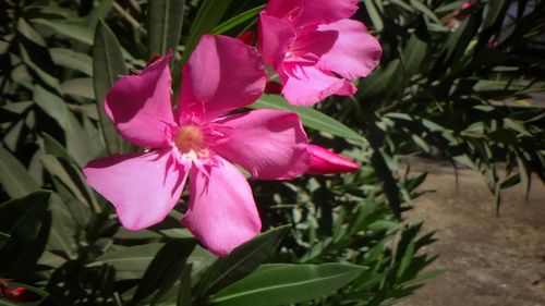 Close-up of pink flowers blooming outdoors