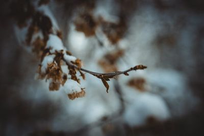 Close-up of cherry blossom growing on tree