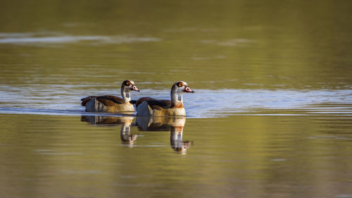 View of two ducks swimming on lake
