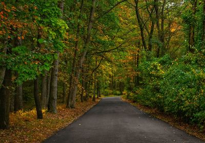 Road amidst trees in forest during autumn