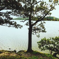 Tree by lake against sky