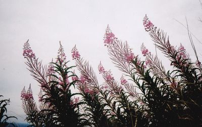 Low angle view of pink flowering plants against sky