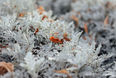 Close-up of frozen plant during winter