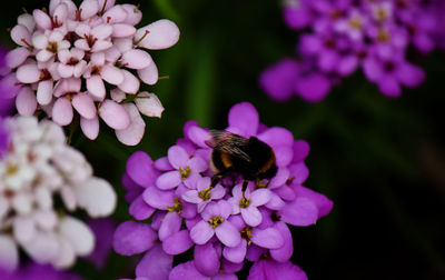 Close-up of bee pollinating on purple flower