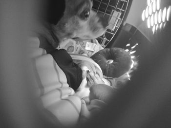 High angle view of dog relaxing on bed at home