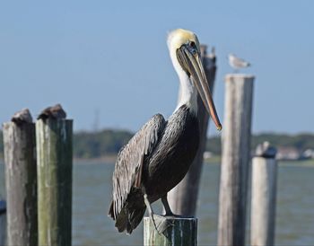 Close-up of pelican perching on wood