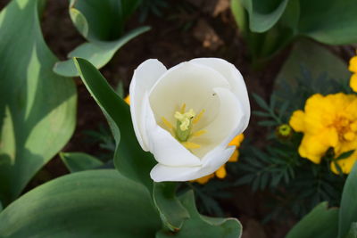 Close-up of white flowering plant