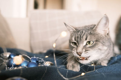 The cat aggressively gnaws a garland for the christmas tree. 