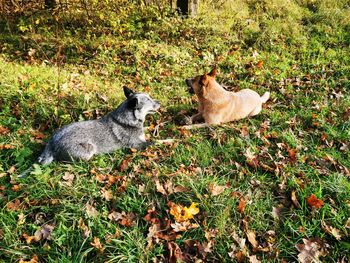 High angle view of cats relaxing on field