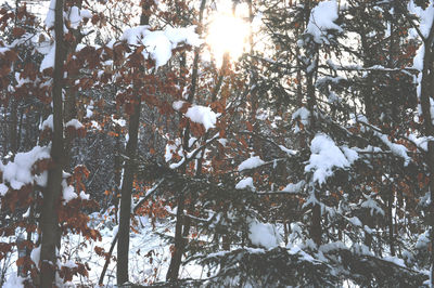 Close-up of frozen tree during winter