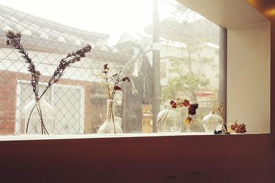 Birds on window