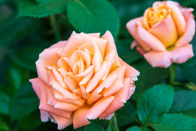 Close-up of orange rose flower