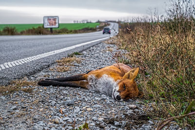 Dead fox on the edge of the road