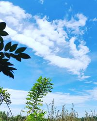 Low angle view of trees against blue sky