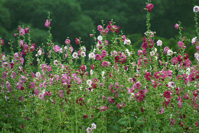 Close-up of flowers blooming outdoors