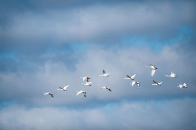 Low angle view of birds flying against sky