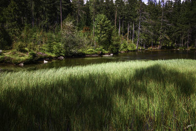 Scenic view of lake in forest