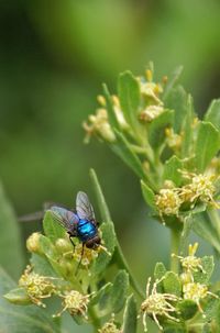 Close-up of insect on leaf