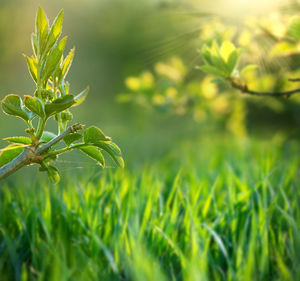 Close-up of plant growing on field