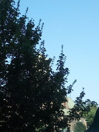 Low angle view of trees against clear blue sky