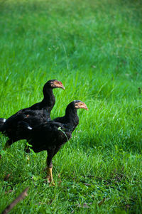 Close-up of duck on field